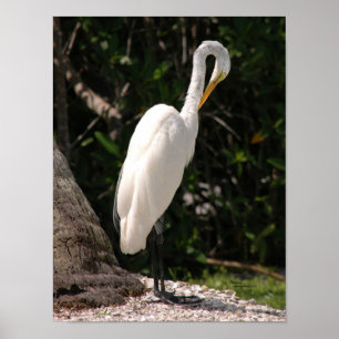 Elegant white Egret bird Poster