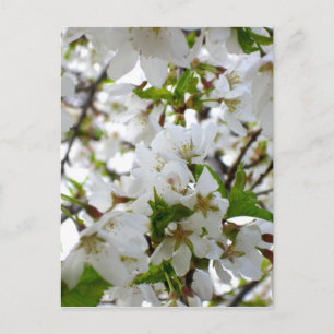 Elegant white floral blossom photo postcard