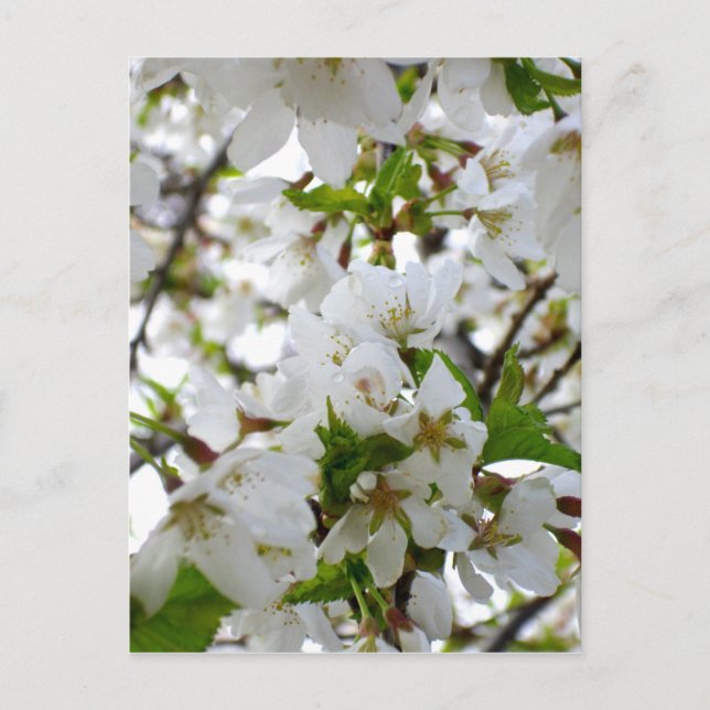 Elegant white floral blossom photo postcard (Front)