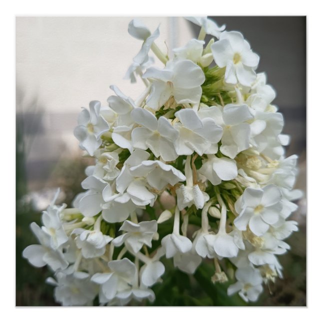 Elegant White Hydrangea Floral Poster Print | Bota (Front)