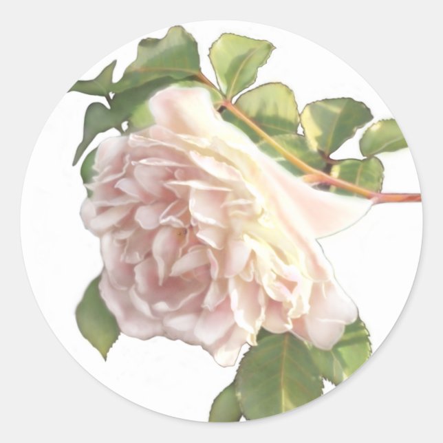 Elegant white Ivory  Roses Classic Round Sticker (Front)