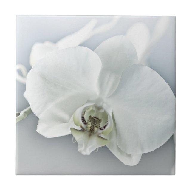 Elegant White Orchid Botanical Art Tile (Front)
