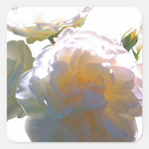 Elegant white peach orange blush roses square sticker