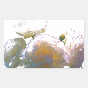 Elegant white peach orange blush roses sticker
