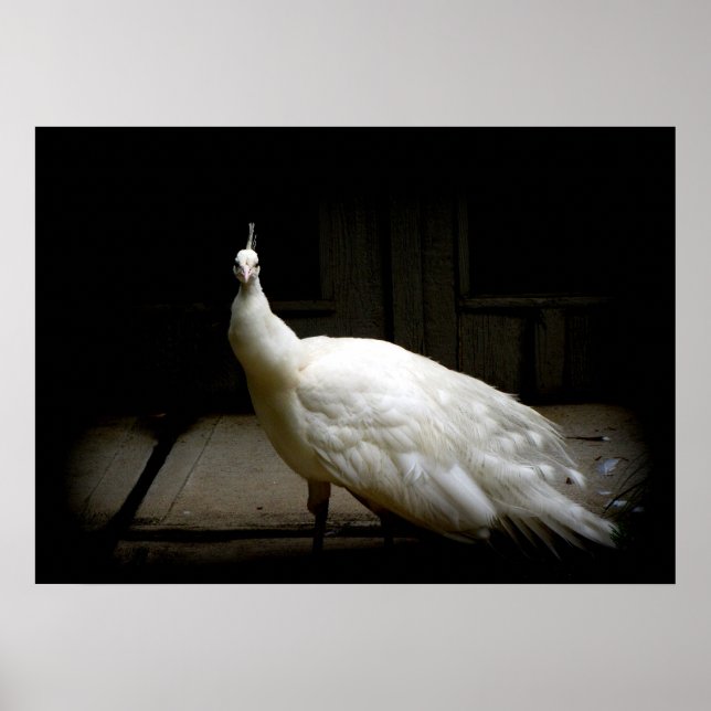 Elegant white peacock vintage bird rustic photo poster (Front)