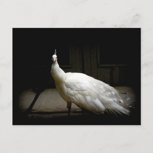 Elegant white peacock vintage nature bird photo postcard (Front)