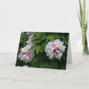 Elegant White Peonies Flowers Photo Sympathy Card