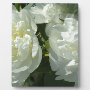 Elegant white peony floral white flower photo plaque
