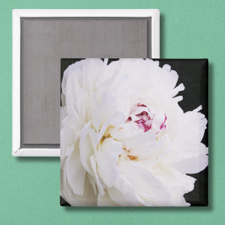 Elegant White Peony With Purple Magnet