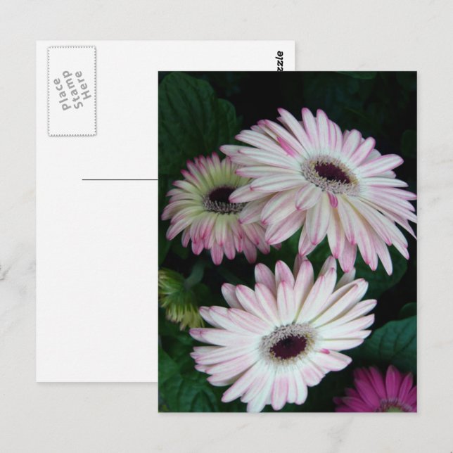 Elegant White & Pink Gerber Daisy Floral Postcard (Front/Back)