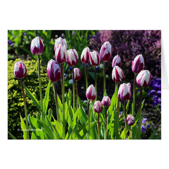 Elegant White Purple Flaming Flag Triumph Tulips (Front Horizontal)