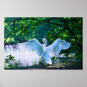 Elegant White Swan Poster