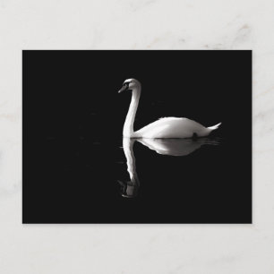Elegant White Swan Reflection On Black Lake Postcard
