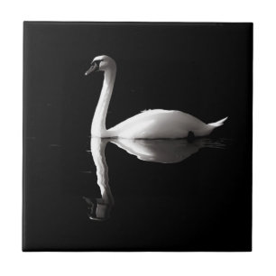 Elegant White Swan Reflection On Black Lake Tile