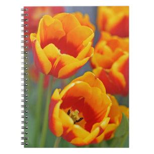Elegant Yellow and Red Tulip FLower Portrait Notebook