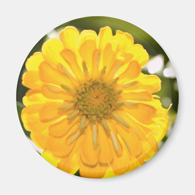 Elegant yellow floral flower daisy magnet (Front)