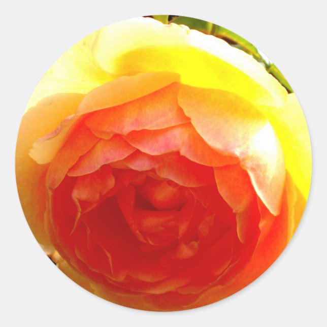 Elegant Yellow Rose yellow floral yellow flower Classic Round Sticker (Front)