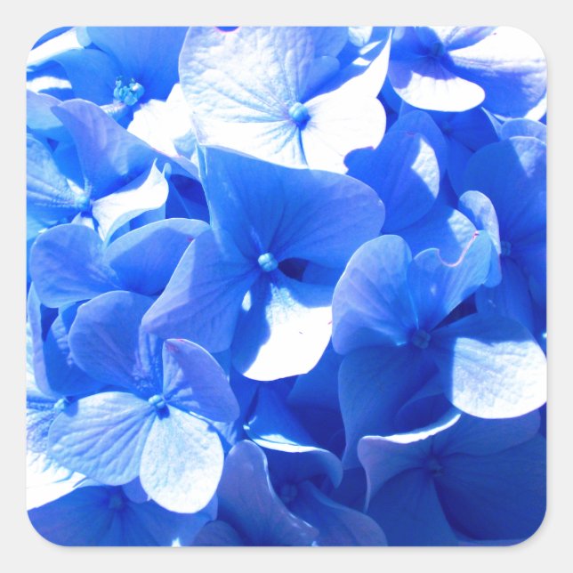 ElegantCobalt blue floral elegant hydrangeas  Square Sticker (Front)