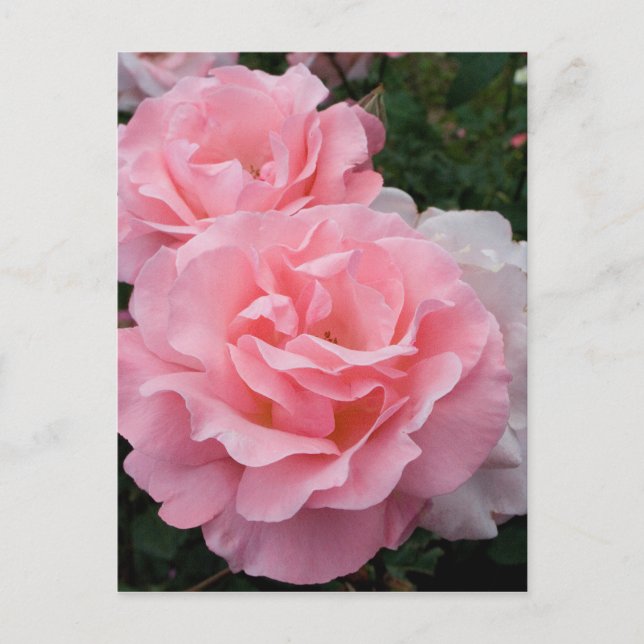 Elégante carte postale moderne rose Roses (Devant)