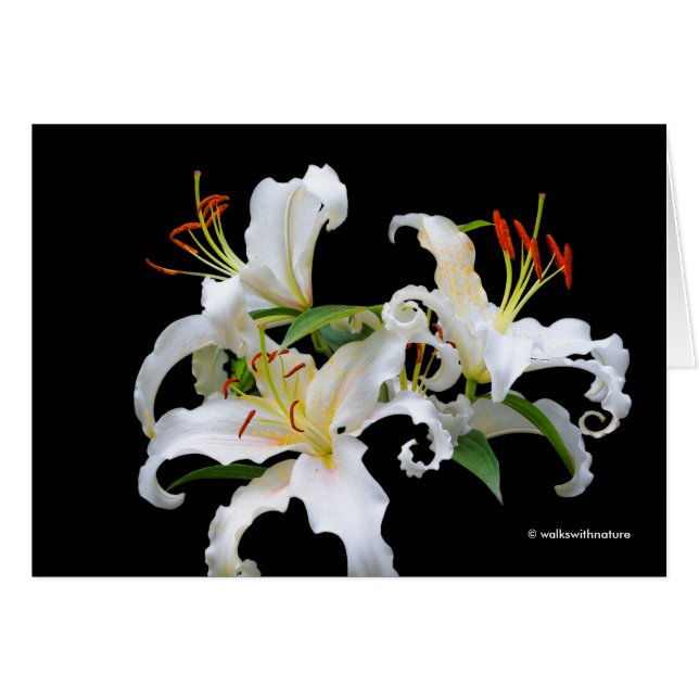 Elégante Casablanca White Oriental Lilies (Devant horizontal)