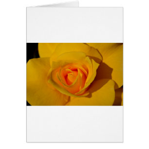 Élégante fleur florale Rose jaune