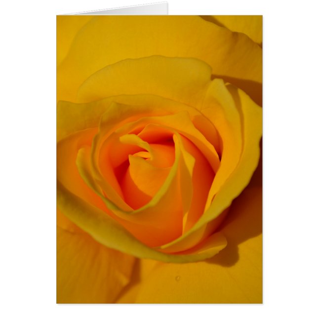 Élégante fleur florale Rose jaune (Devant)