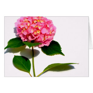 Elégante hydrangée rose fleurie rose