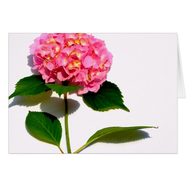 Elégante hydrangée rose fleurie rose (Devant horizontal)