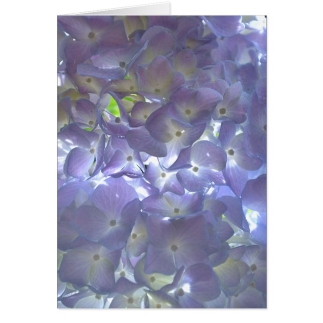 Elégante lumière douce mauve florale mauve hydrang (Devant)