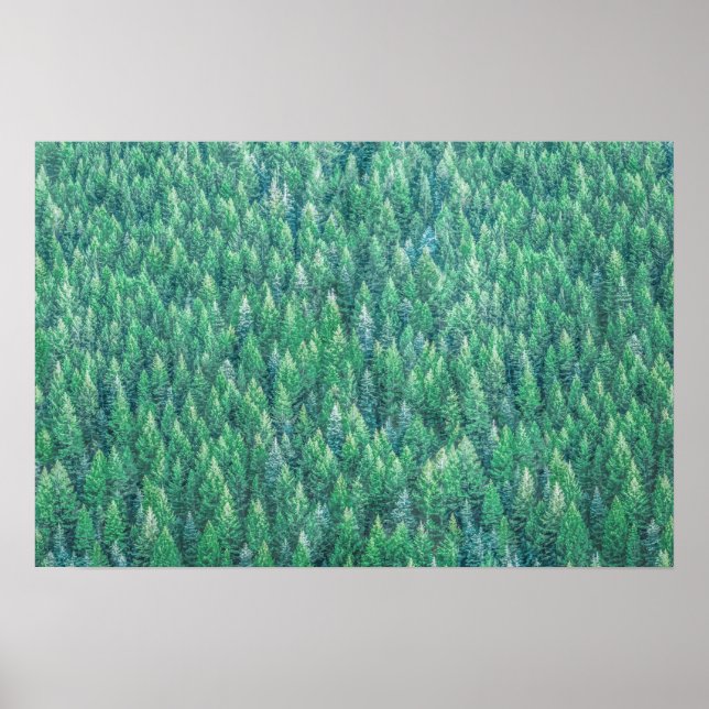Élégante oeuvre de pins verts | Poster (Devant)