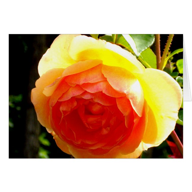 Elégante pêche jaune rose floral d'abricot rouge (Devant horizontal)
