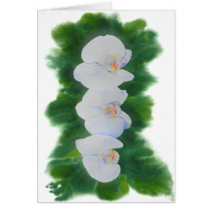 Elégante peinture d'orchidée tropicale blanche