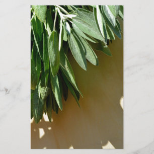 Élégante plante verte feuille herbes fraîches coup