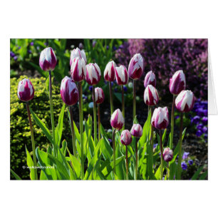 Élégante Tulipes à drapeau triomphal blanc violet