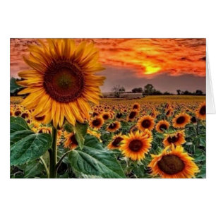 élégants champs de tournesol
