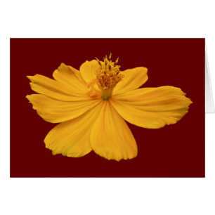 Éléments de coordination Cosmos orange