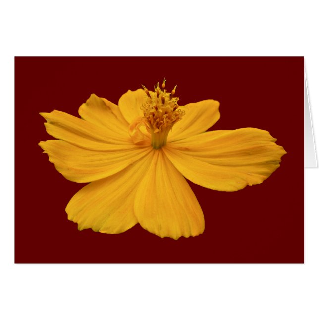 Éléments de coordination Cosmos orange (Devant horizontal)