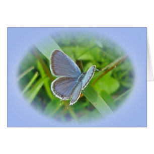 Éléments de coordination du papillon bleu à queue