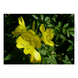 Éléments de coordination primmrose Sundrops