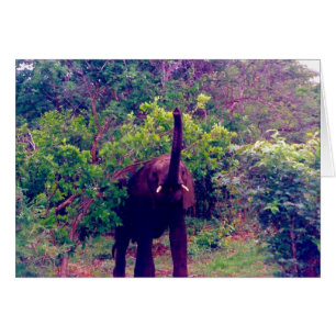 elephant