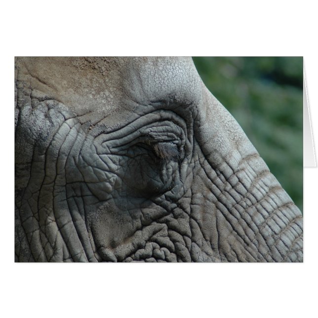 Elephant (Front Horizontal)