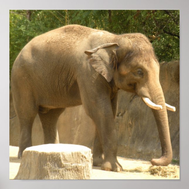 elephant2 poster (Front)