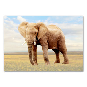 Elephant ABA Labelling Flashcard Picture Card
