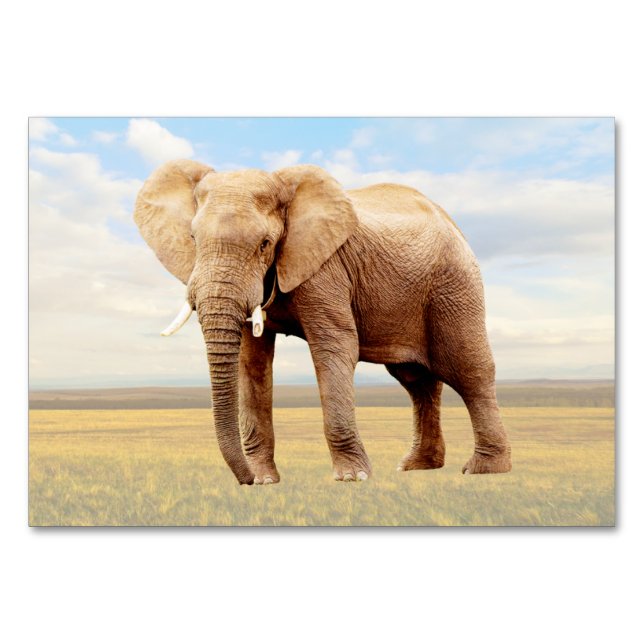 Elephant ABA Labelling Flashcard | Picture Card (Front)
