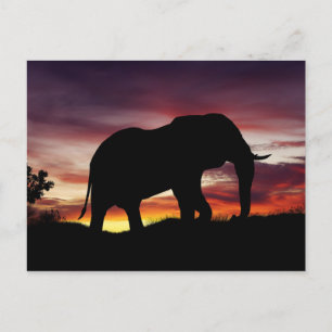 Elephant Africa Safari Sunset Scenery Postcard