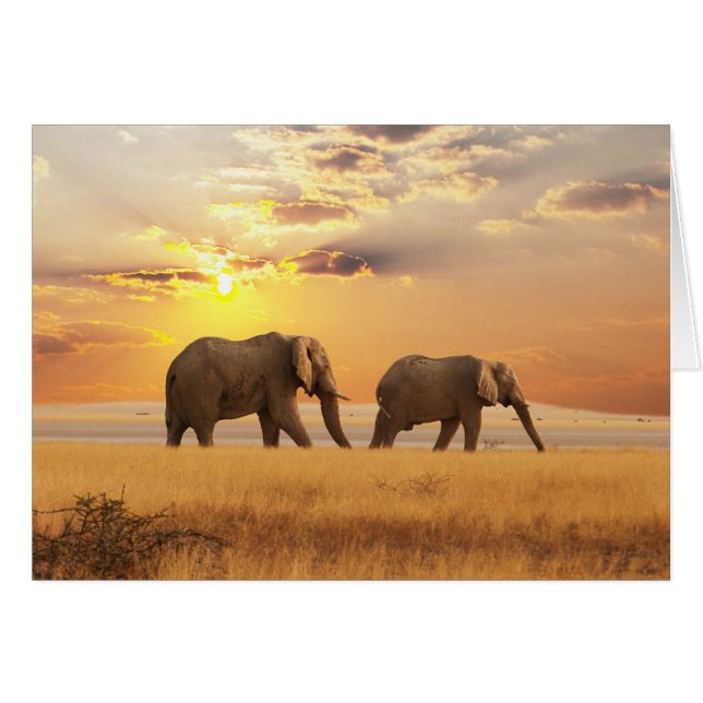 Éléphant africain (Devant Horizontal)