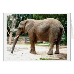 éléphant africain