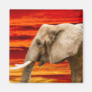 Eléphant africain - Aimant frigorifique