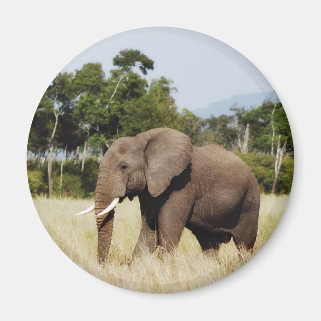 Elephant africain dans le Masaï Mara, aimant Kenya (Devant)