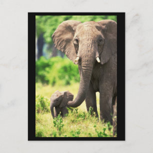 Elephant and Baby Postcard